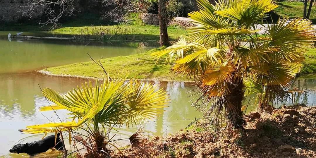Les Amis De Gaure Leilighet Rouffiac-d'Aude Eksteriør bilde